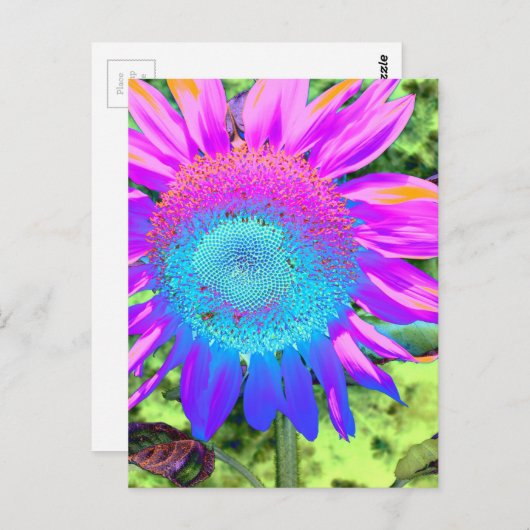 ブルーピンクのファンキーレトロなヒマワリの写真 ポストカード (正面/裏面)