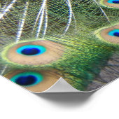 ブルーピーコックフェザープラメージフォト ポスター (角)