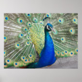 ブルーピーコックフェザープラメージフォト ポスター (正面)