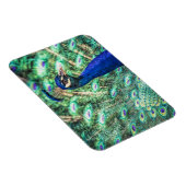 ブルーピーコックマグネットの輝き マグネット (右側)