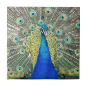 ブルーピーコック羽毛プラメージ タイル (正面)