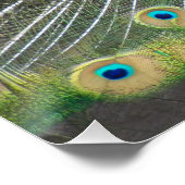 ブルーピーコック羽毛プラメージ ポスター (コーナー)