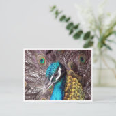 ブルーピーコック顔 ポストカード (スタンド正面)