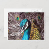 ブルーピーコック顔 ポストカード (正面/裏面)