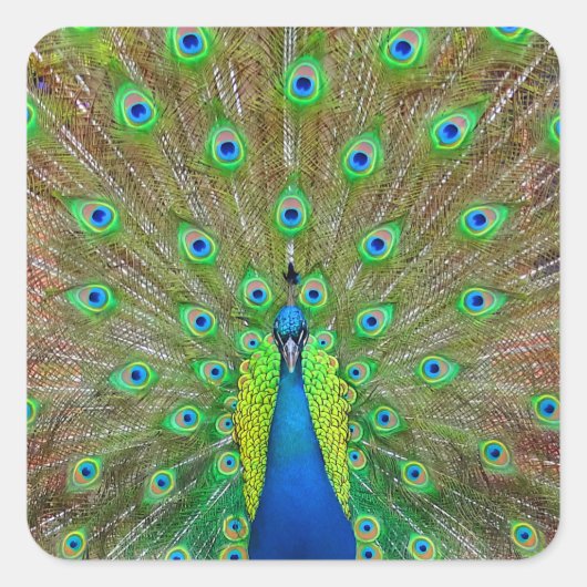 ブルーピーコック#3ステッカー スクエアシール (正面)