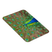 ブルーピーコック#3マグネット マグネット (右側)