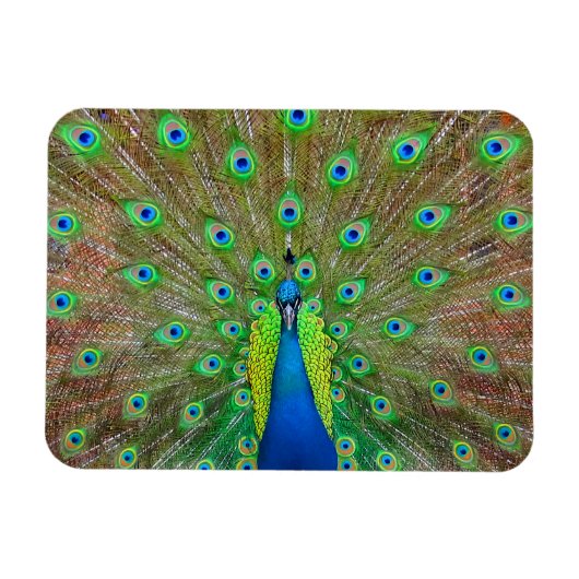 ブルーピーコック#3マグネット マグネット (横)