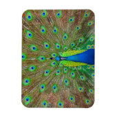 ブルーピーコック#3マグネット マグネット (縦)