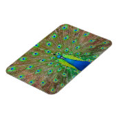 ブルーピーコック#3マグネット マグネット (左側)