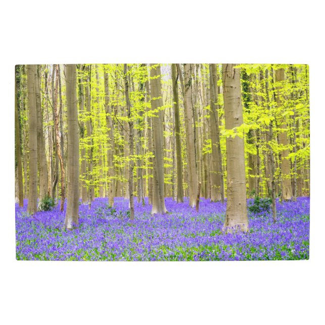 ブルーフォレストの春 メタルプリント (正面)