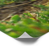 ブルーフットブービーズポスター足 ポスター (角)