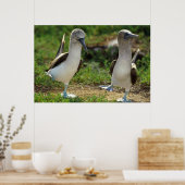 ブルーフットブービーズポスター足 ポスター (キッチン)