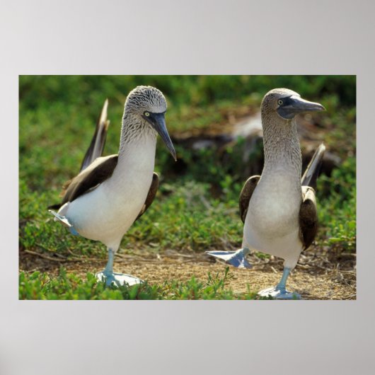 ブルーフットブービーズポスター足 ポスター (正面)