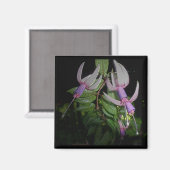 ブルーフューシャ磁石 マグネット (正面/裏面)