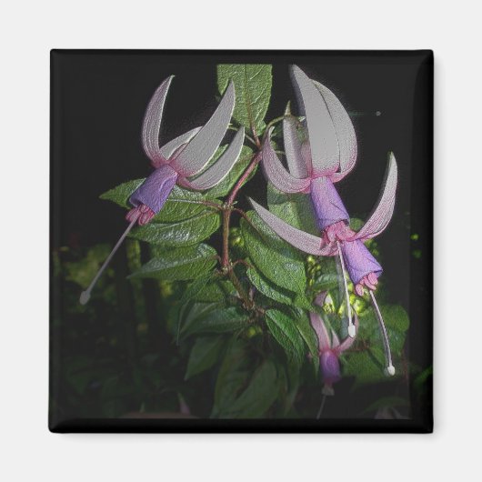 ブルーフューシャ磁石 マグネット (正面)