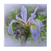 ブルーフラグ – ワイルドアイリス タイル (正面)