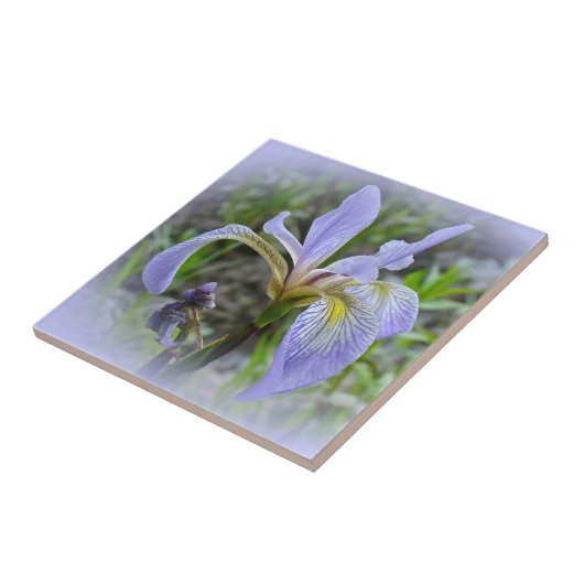 ブルーフラグ – ワイルドアイリス タイル (側面)