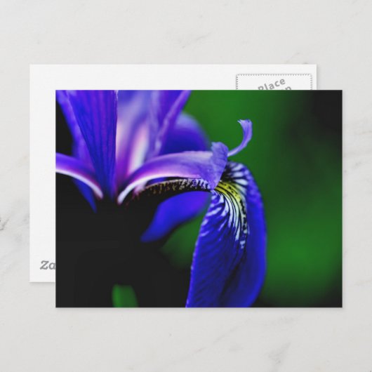 ブルーフラッグアイリス花写真はがき ポストカード (正面/裏面)