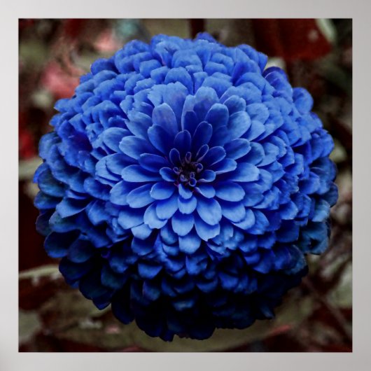 ブルーフラワークローズアップ写真 ポスター (正面)
