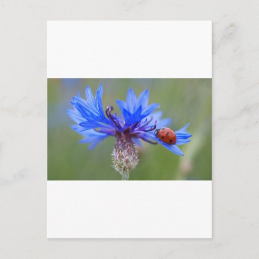 ブルーフロムラディバグピースラブデスティニーアートつる植物 ポストカード (正面)