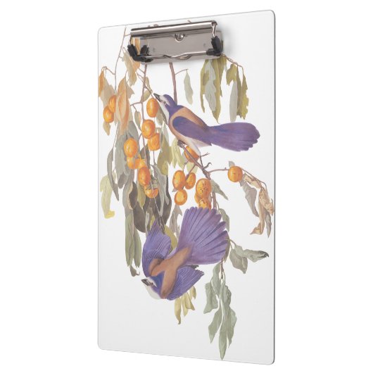 ブルーフロリダスクラブジェイAudubonオレンジと鳥 クリップボード (左)