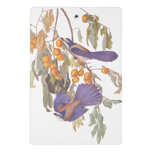 ブルーフロリダスクラブジェイAudubonオレンジと鳥 ミニクリップボード (裏面)