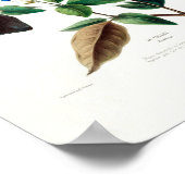 ブルーフローラルコランプロムバヨフローレDアメリケ ポスター (角)