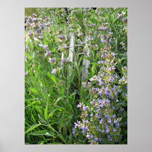 ブルーフローリング・セージのハーブ写真 ポスター (正面)