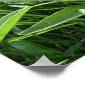 ブルーフローリング・セージのハーブ写真 ポスター (角)