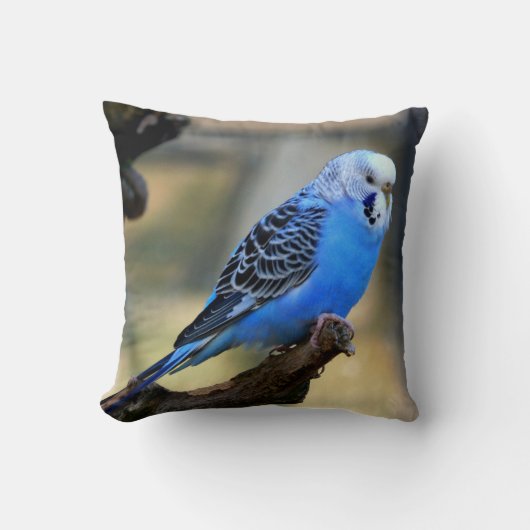 ブルーブジエオウム クッション (正面)