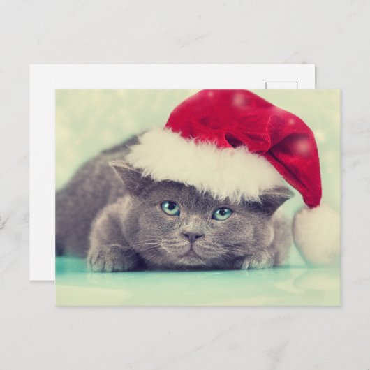 ブルーブリティッシュキャットパーフェクトホリデーシーズン シーズンポストカード (正面/裏面)