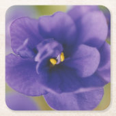 ブルーブルーブルームーブリーミングフラワーズオブバイオレットSaintpaulia スクエアペーパーコースター (正面)