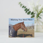 ブルーブルー海 – ここにポストカードを望む ポストカード (スタンド正面)