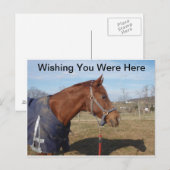 ブルーブルー海 – ここにポストカードを望む ポストカード (正面/裏面)