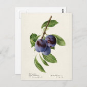 ブループラム(プルーヌスドイツカ)フルーツ絵画ズ ポストカード (正面/裏面)