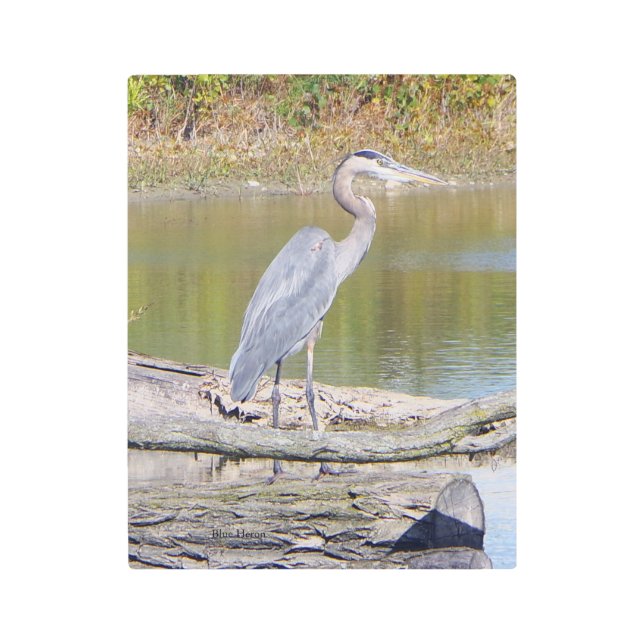 ブルーヘロンの金属壁画 メタルプリント (正面)