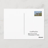 ブルーヘロンネストフォトポストカード ポストカード (裏面)