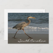 ブルーヘロン海ビーチサウスカロライナ ポストカード (正面/裏面)