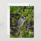 ブルーヘロン素晴らしはがき ポストカード (正面/裏面)