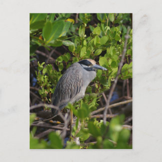 ブルーヘロン素晴らしはがき ポストカード