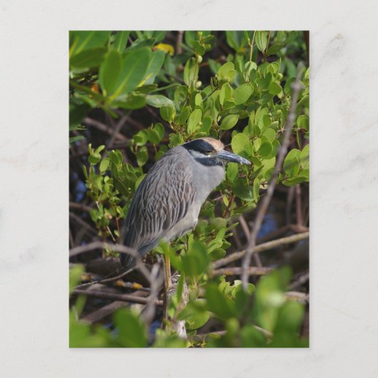 ブルーヘロン素晴らしはがき ポストカード (正面)