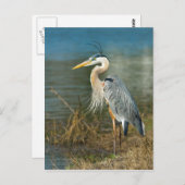 ブルーヘロン素晴らしはがき ポストカード (正面/裏面)