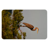 ブルーヘロン素晴らし鳥自然野生生物写真 マグネット (横)