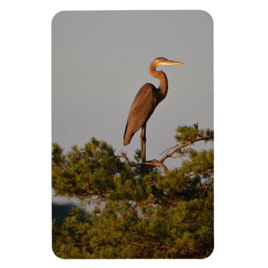 ブルーヘロン素晴らし鳥自然野生生物写真 マグネット (縦)