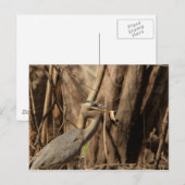 ブルーヘロン食べゲーター ポストカード (正面/裏面)