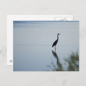 ブルーヘロン ポストカード (正面/裏面)
