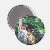 ブルーヘン マグネット (正面/裏面)