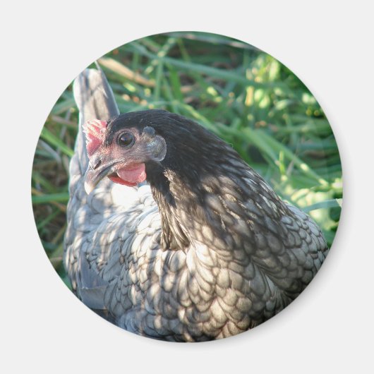 ブルーヘン マグネット (正面)