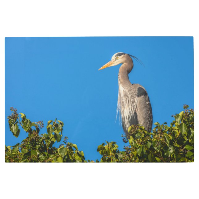 ブルーヘ素晴らしロン メタルプリント (正面)