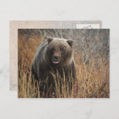 ブルーベリーの唇を持つグリズリーベア ポストカード (正面/裏面)